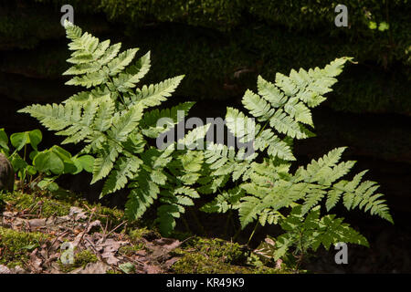 Eiche Farn (Gymnocarpium Dryopteris (L.) Newman) Closeup in voller Sonne vor dunklem Hintergrund Stockfoto