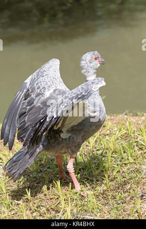 Südlichen Screamer Stockfoto