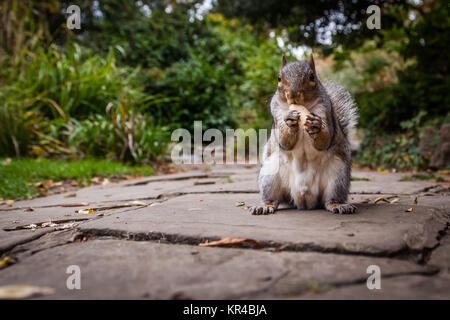 Eichhörnchen Essen Nuss Stockfoto