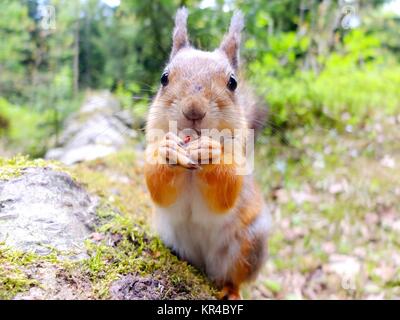 Close-up ein Eichhörnchen essen einer Mutter Stockfoto