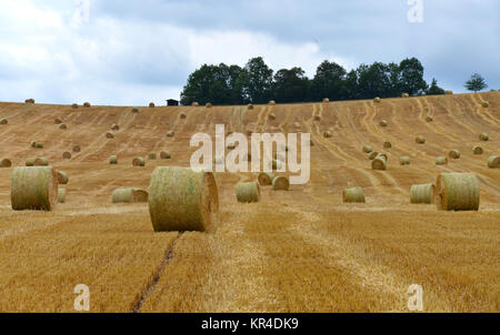 Feld mit Strohballen Stockfoto