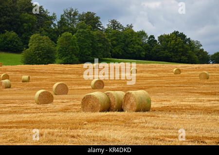 Feld mit Strohballen Stockfoto