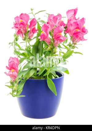 Isolierte Topfpflanzen blau Antirrhinum Blume Stockfoto