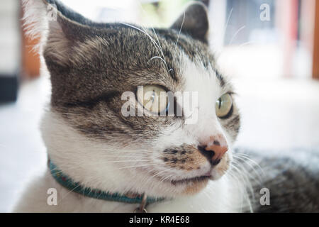 Close up Portrait von siamease cat Stockfoto