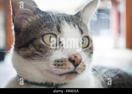 Close up Portrait von siamease cat Stockfoto
