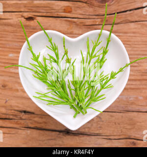 Homöopathie und Kochen mit Heilkräutern, Schachtelhalm Stockfoto