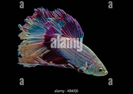 Betta Siamese fighting fish Stockfoto