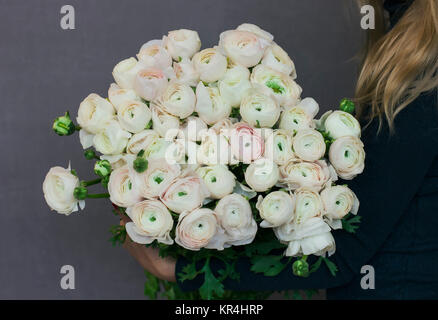 Die riesigen Blumenstrauß aus den weißen Ranunkeln in weibliche Hände auf grauem Hintergrund Stockfoto