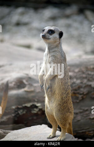 Single Erdmännchen in der Fota Wildlife Park Stockfoto