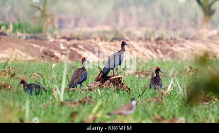 Rot-Himalaja-Ibis (Pseudibis Papillosa) Stockfoto