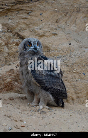 Uhu/Europäischer Uhu (Bubo bubo), junges Küken, Owlet in Sandkasten, Mauser, Wildlife, Europa. Stockfoto
