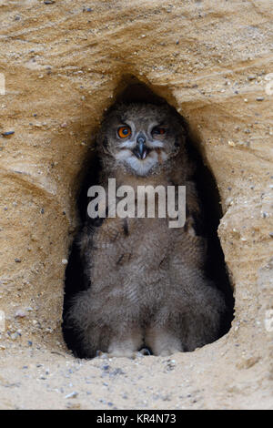 Uhu/Europäischer Uhu (Bubo bubo), Chick, stehend in der Eingang in sein Nest Burrow, sieht lustig, Wildlife, Europa. Stockfoto