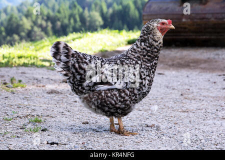 Ein schwarz-weiß gesprenkelten Hühner in Freilandhaltung Stockfoto