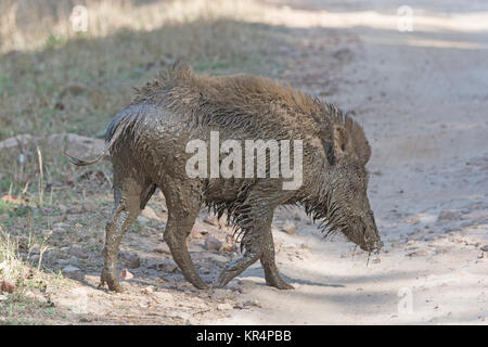 Indisches Wildschwein nach einem Schlammbad Stockfoto