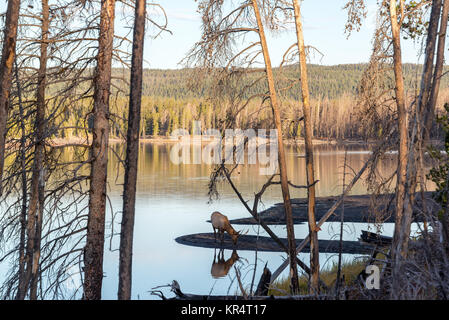 Elk unter Bäumen Stockfoto