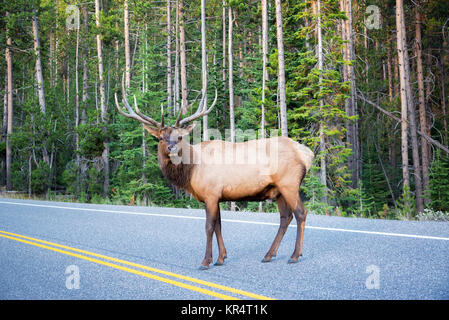 Elk Überqueren einer Straße Stockfoto