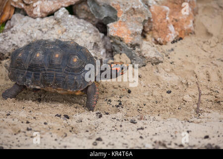 Tropische Schildkröte im Sand Stockfoto