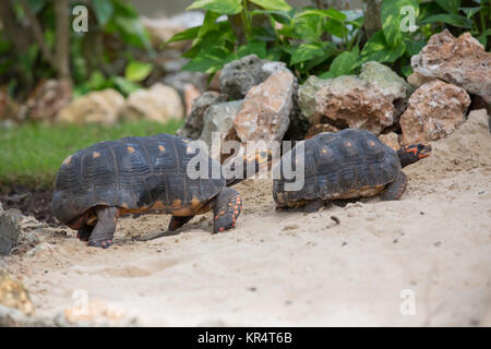 Schildkröte im sand Stockfoto