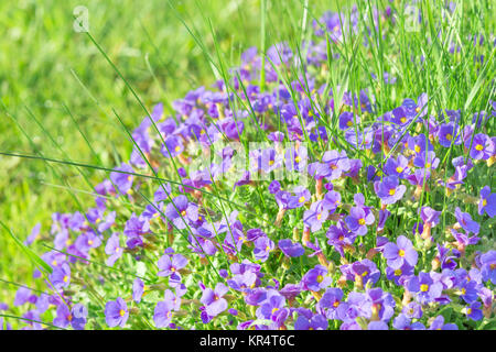 Winzigen blauen dekorative Blumen Astrantia major im Sonnenschein Ziergarten Stockfoto