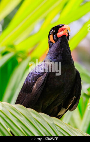 Hill Mynah Stockfoto