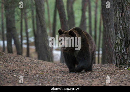 Eurasischer Braunbär/Europäischer Braunbaer (Ursus arctos) wandern, auf einem Hügel in einem Wald, schaut neugierig, frontal geschossen, Europa. Stockfoto