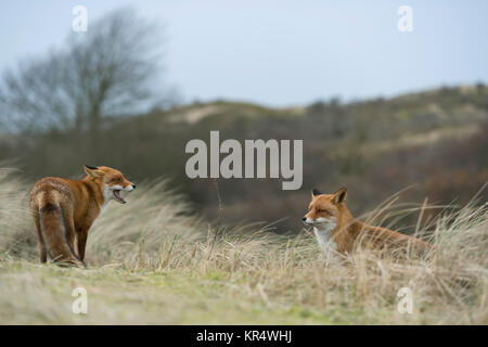 Red Fox/Fuchs (Vulpes vulpes), Paar, Paar, Kreuzung, Konferenz auf einem kleinen Hügel, Kontrolle, während der Paarungszeit, Wildlife, Europa Stockfoto