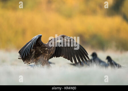 Seeadler/Seeadler (Haliaeetus albicilla) Jugendkriminalität, Landung auf eine gefrorene Wiese, offenen Flügeln, im frühen Morgenlicht, Wildlife, Europa. Stockfoto