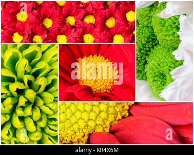 Foto-Collage von Blumen-Nahaufnahme Stockfoto