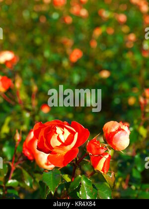 Rote Rose auf dem Ast im Garten Stockfoto