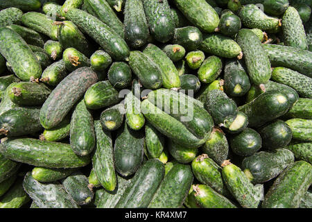 Ansicht von oben viele Gurken auf dem Markt Stockfoto