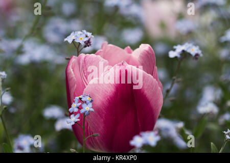 Ein rosa Tulpe in einem Feld von Vergiss mich nicht Blumen Stockfoto