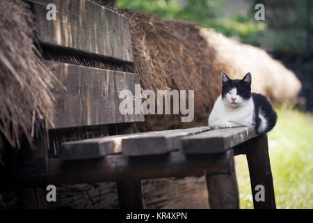 Katze chillen auf der Veranda Stockfoto