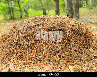 Große Ameisenhügel im Wald Stockfoto