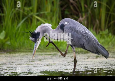 Graureiher e im Wasser. Graureiher im Wasser. Stockfoto