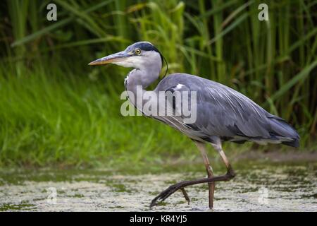 Graureiher e im Wasser. Graureiher im Wasser. Stockfoto