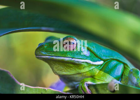 Nahaufnahme einer Tropischen grünen Frosch Stockfoto