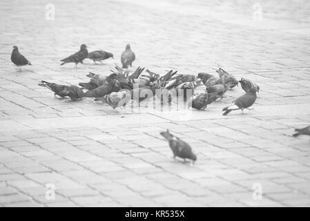 Füttern von Tauben, die warten auf Straße schwarz / weiß Stockfoto