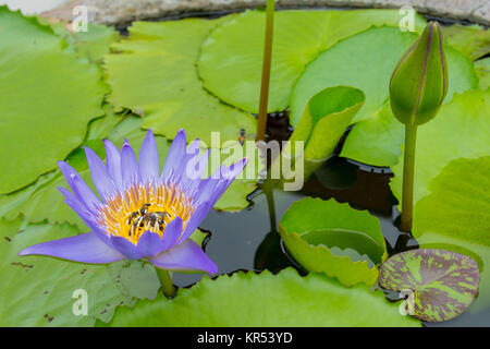 Bunte Seerose in Bangkok, Thailand Stockfoto