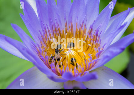 Bunte Seerose in Bangkok, Thailand Stockfoto