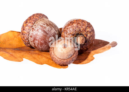 Trockene Eichel, Isolated on White Background Stockfoto Trockene Eichel, Isolated on White Background Stockfoto