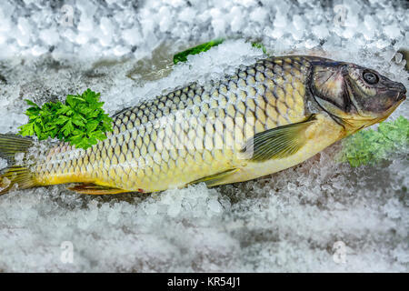 Karpfen Fisch auf Eis im Seafood stand. Stockfoto