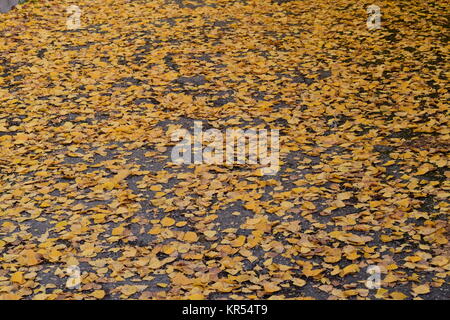 Sammlung von schönen bunten Herbstlaub Stockfoto