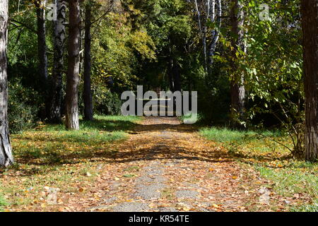 Sammlung von schönen bunten Herbstlaub Stockfoto