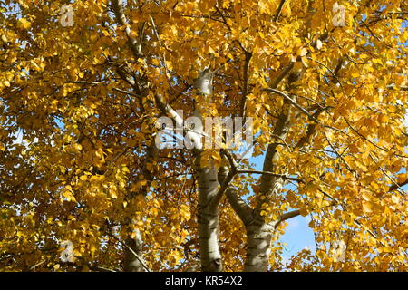 Sammlung von schönen bunten Herbstlaub Stockfoto