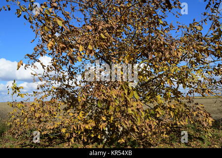 Sammlung von schönen bunten Herbstlaub Stockfoto