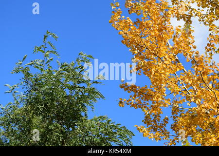 Sammlung von schönen bunten Herbstlaub Stockfoto