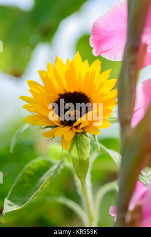 Biene sammelt Nektar in Sonnenblume mit Gladiole im Vordergrund Stockfoto