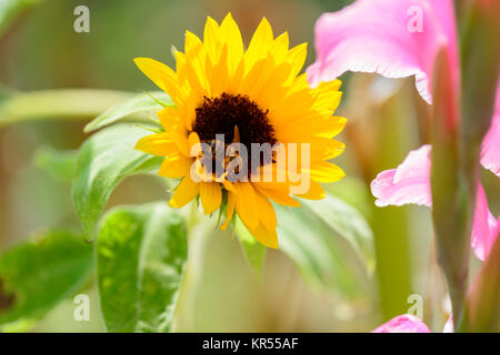 Biene sammelt Nektar in Sonnenblume mit Gladiole im Vordergrund Stockfoto