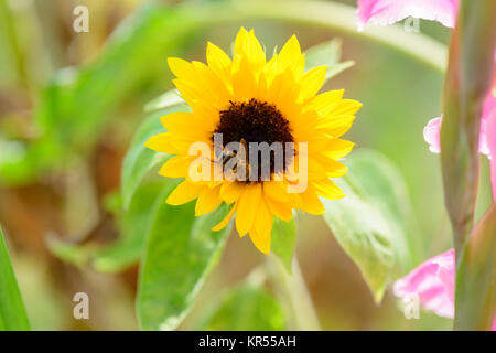 Biene sammelt Nektar in Sonnenblume mit Gladiole im Vordergrund Stockfoto