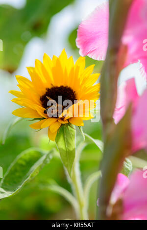 Biene sammelt Nektar in Sonnenblume mit Gladiole im Vordergrund Stockfoto